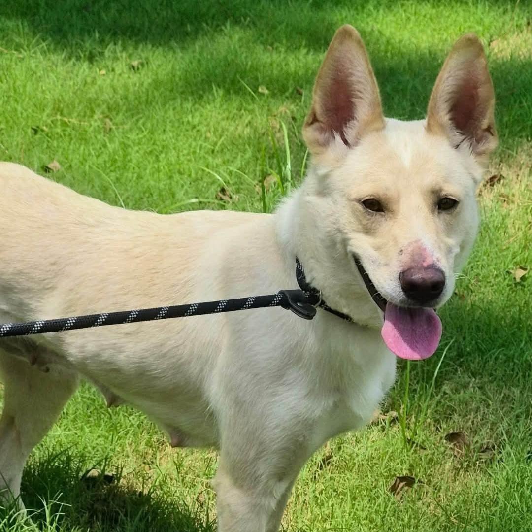 Nala, adopted, Young Female Shepherd.