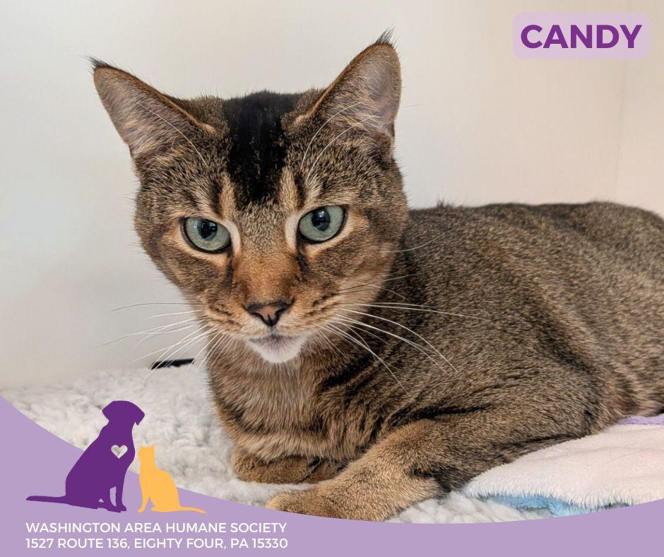 Candy, adoptable, Adult Female Domestic Short Hair.