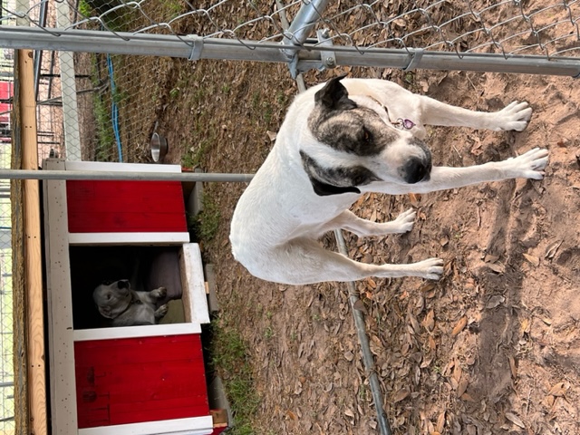 Enlarge Lita & Ford, a Adoptable mixed breed in Magnolia, TX image 1/3