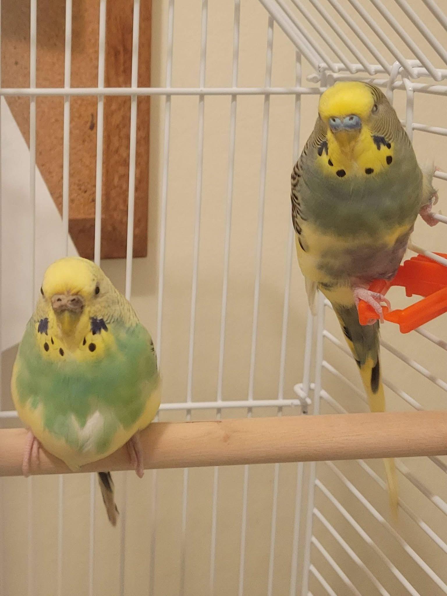 Budgie Holly and Conway Tweety, ADOPTABLE, Senior Male Parakeet (Other).