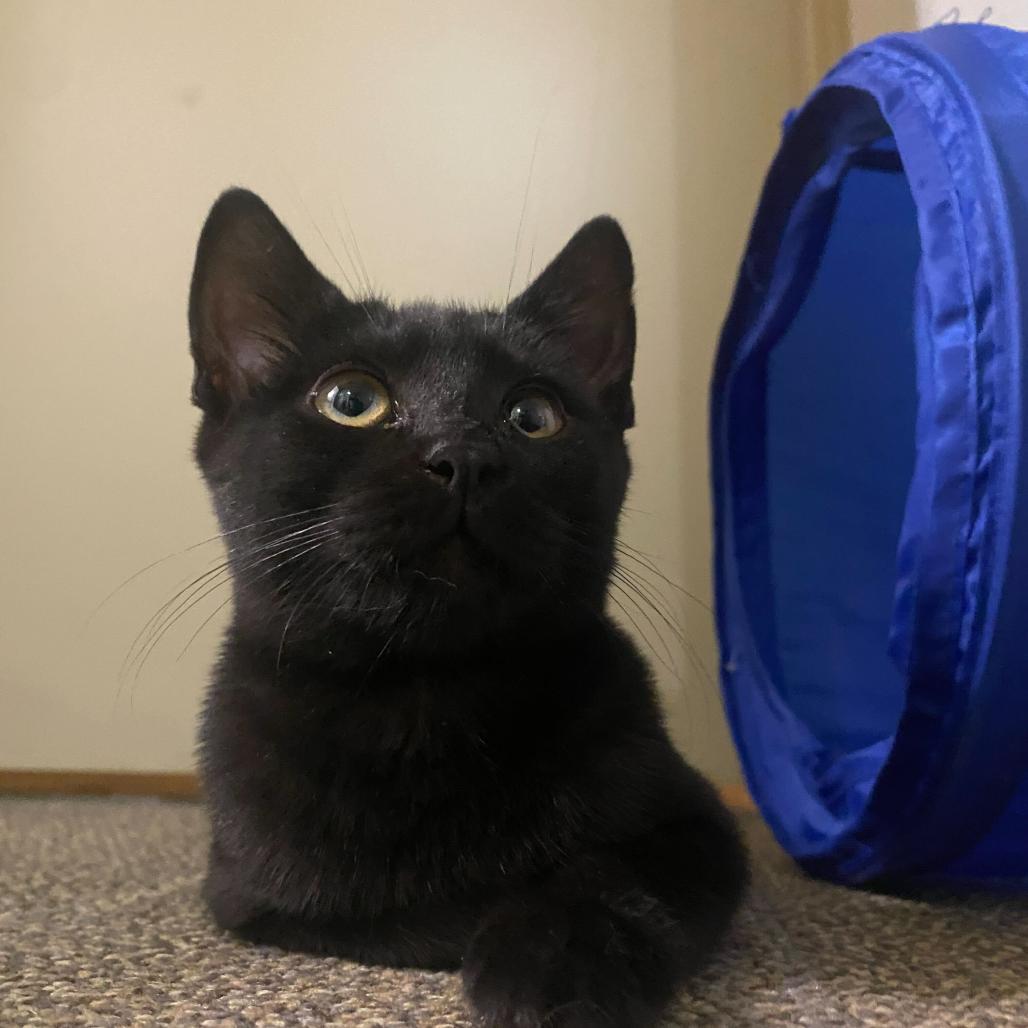 Onyx, Adoptable, Kitten Female American Shorthair.