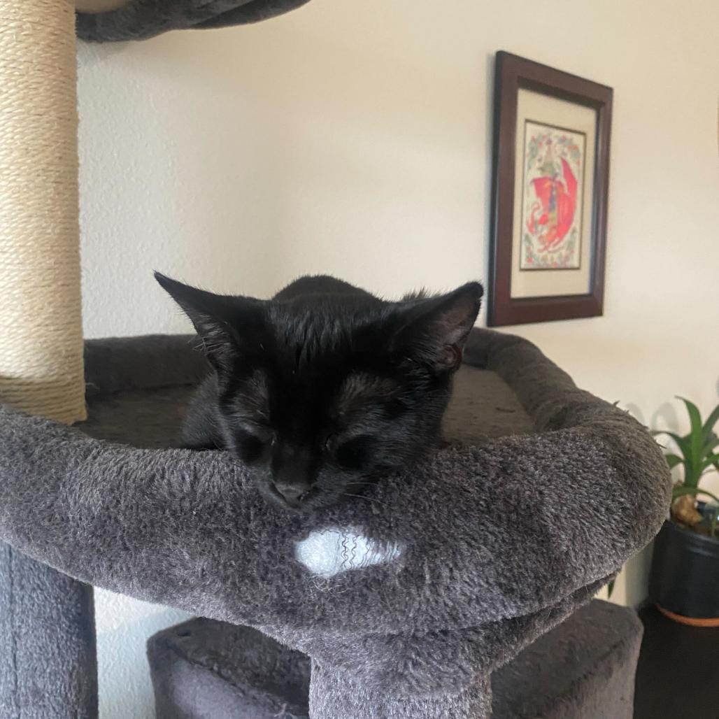 Onyx, a Adoptable American Shorthair in Huntsville, AL image 4/4