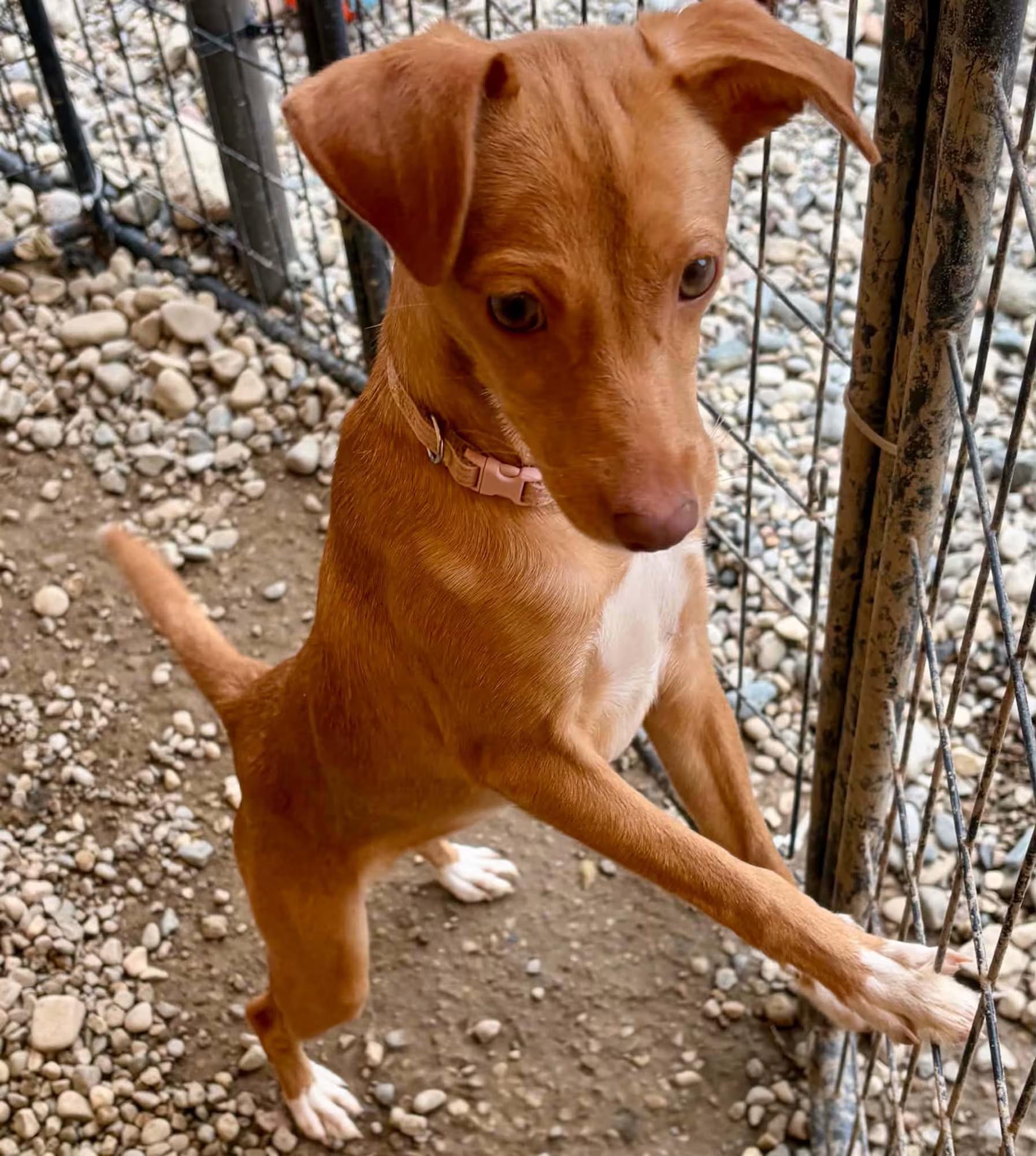 Enlarge Sorrel, a Adoptable mixed breed in Sterling Heights, MI image 2/4