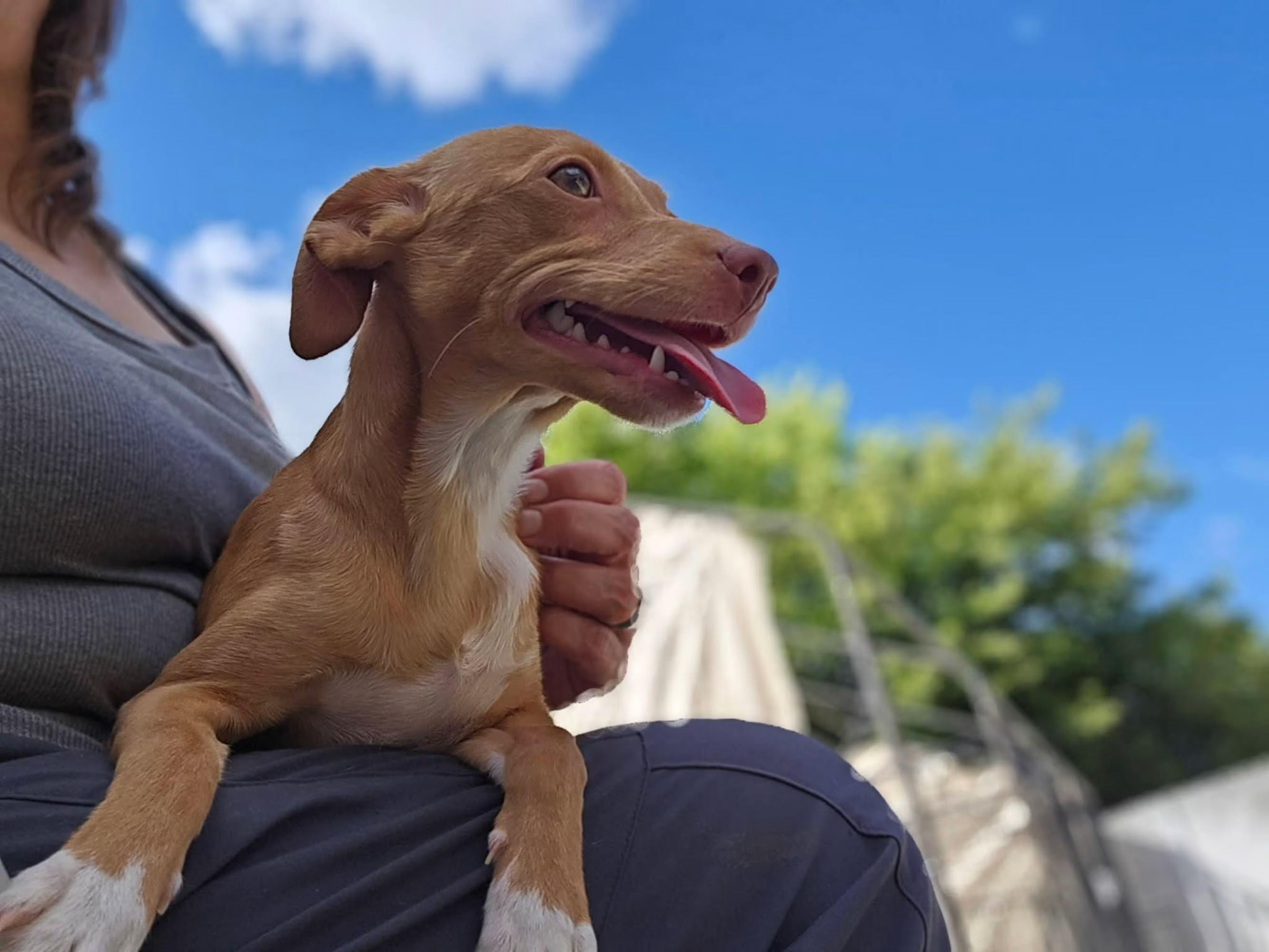 Enlarge Sorrel, a Adoptable mixed breed in Sterling Heights, MI image 3/4