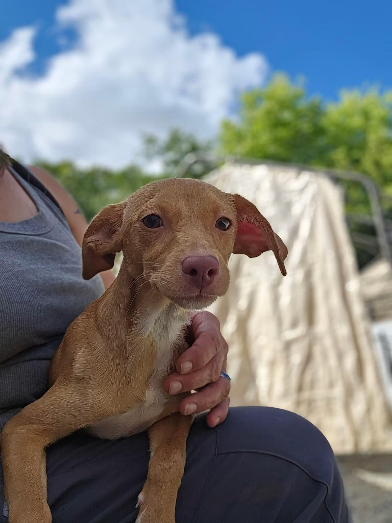Enlarge Sorrel, a Adoptable mixed breed in Sterling Heights, MI image 4/4