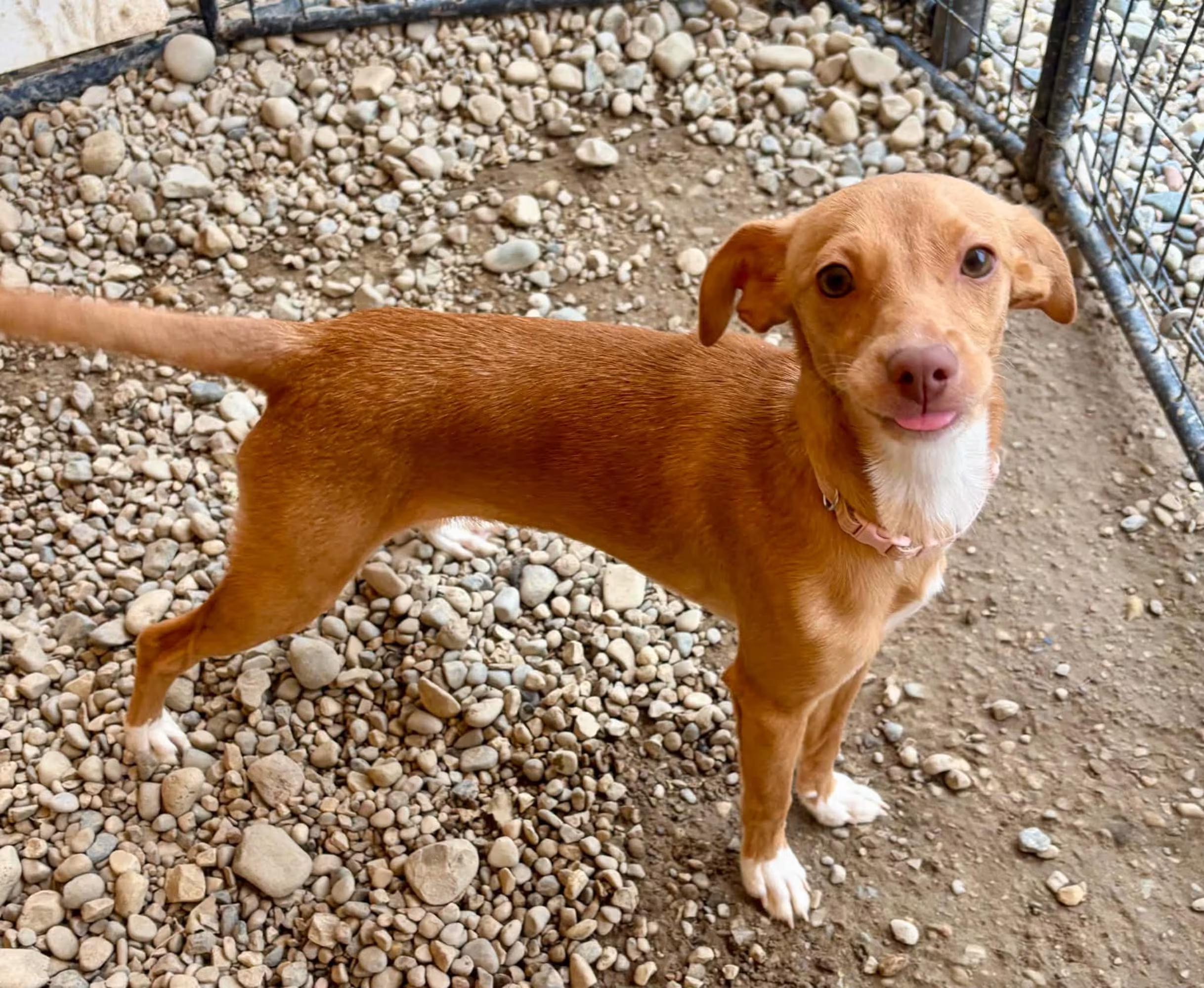 Enlarge Sorrel, a Adoptable mixed breed in Sterling Heights, MI image 1/4
