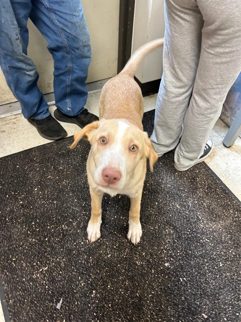 Cooper, Adoptable, Puppy Male Mixed Breed.