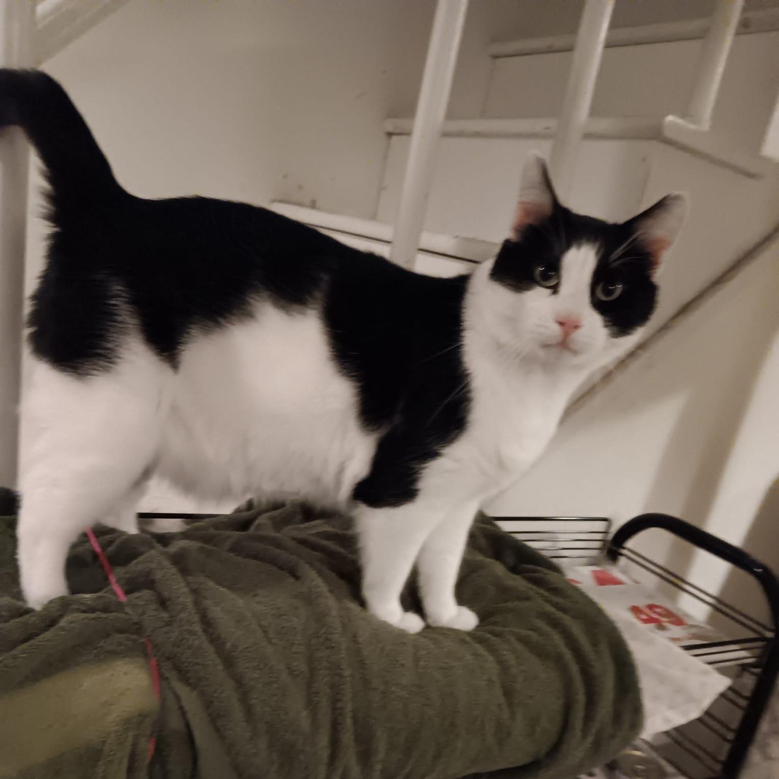 Oreo, Adoptable, Young Male Domestic Short Hair.