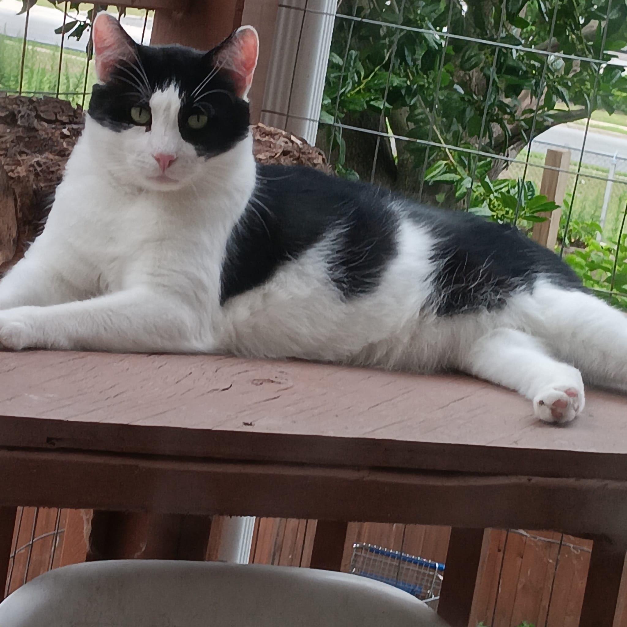 Oreo, a Adoptable Domestic Short Hair in Closter, NJ image 2/3