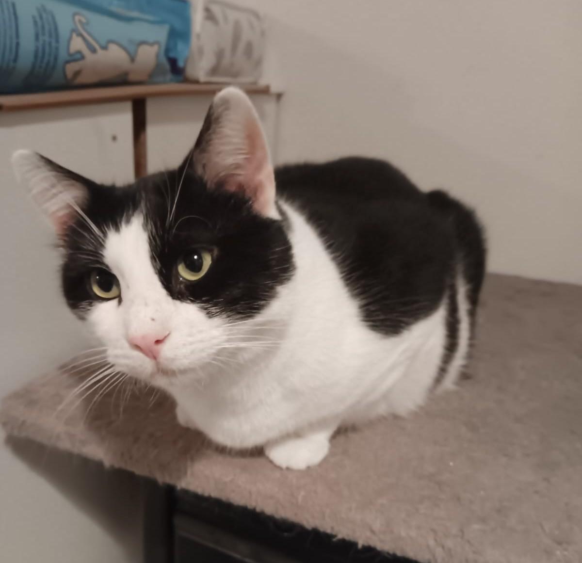 Oreo, a Adoptable Domestic Short Hair in Closter, NJ image 3/3