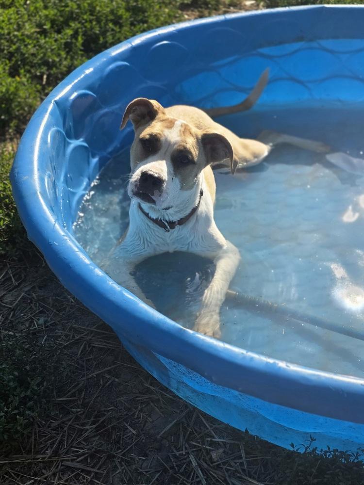 Floyd Dawgs : Juno, Adoptable, Puppy Female Shepherd & Pit Bull Terrier.
