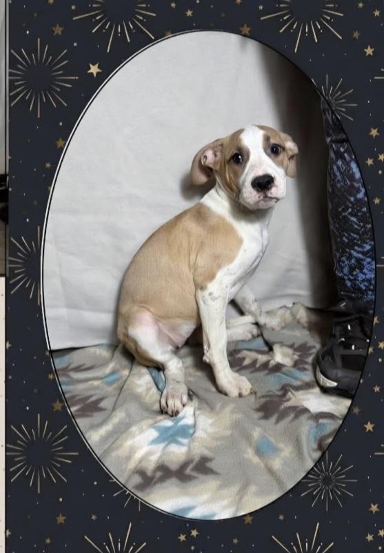 Enlarge Floyd Dawgs : Juno, a Adoptable mixed breed in Aurora, IN image 2/4