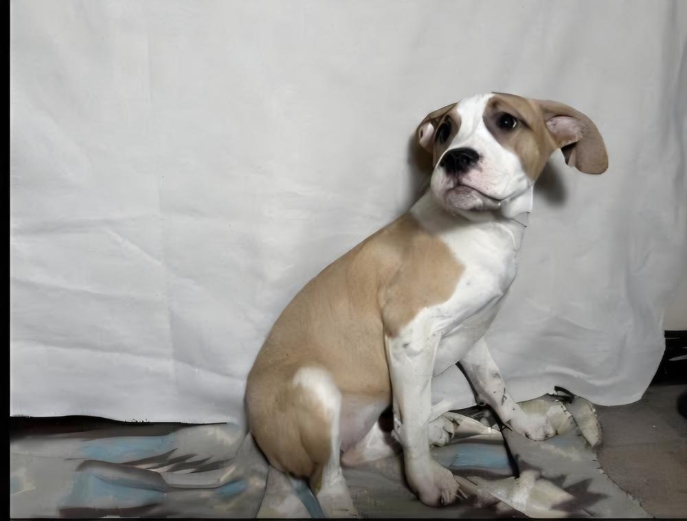 Enlarge Floyd Dawgs : Juno, a Adoptable mixed breed in Aurora, IN image 3/4