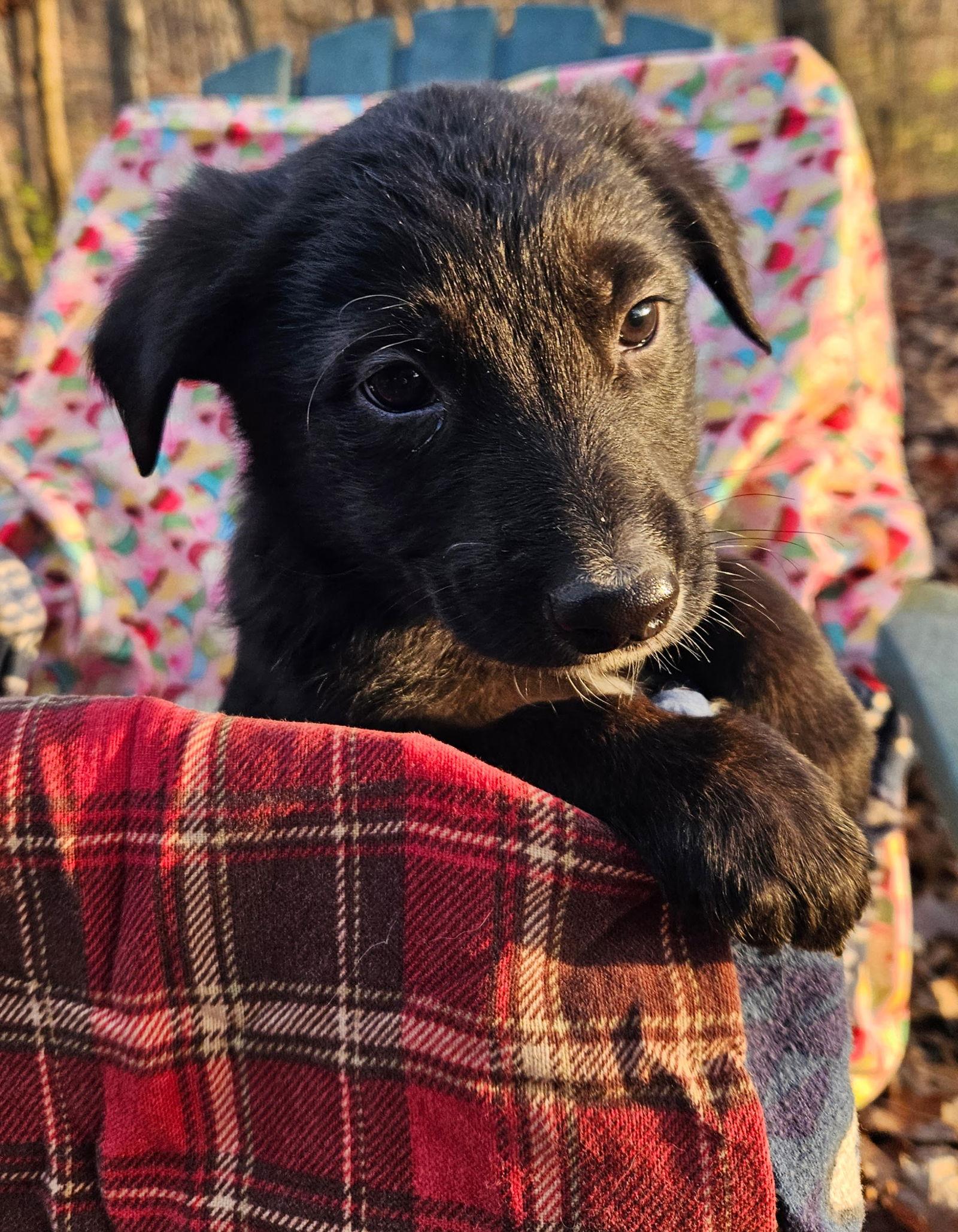Enlarge Colby, a Adoptable German Shepherd Dog in Louisville, KY image 1/3