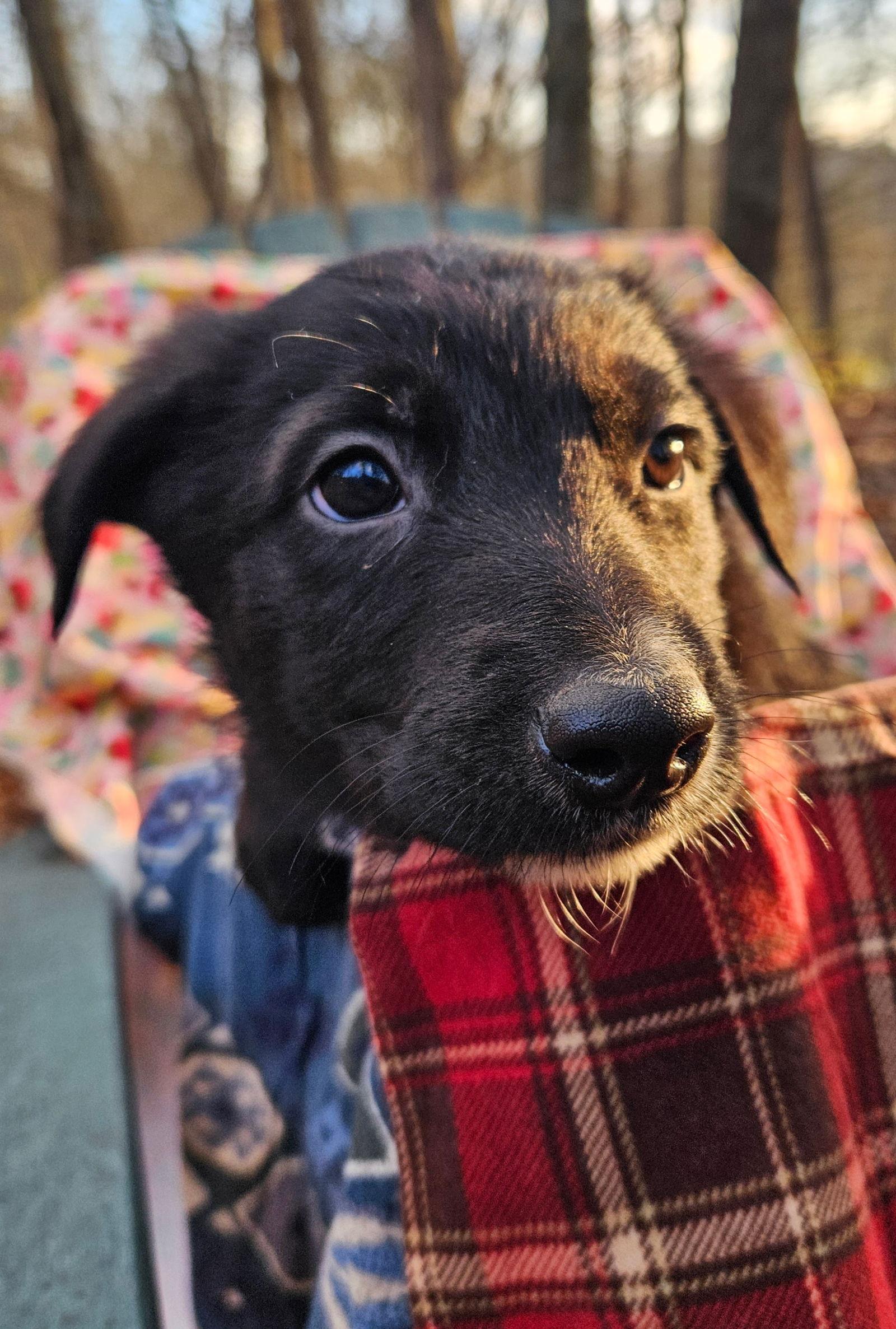 Enlarge Colby, a Adoptable German Shepherd Dog in Louisville, KY image 3/3