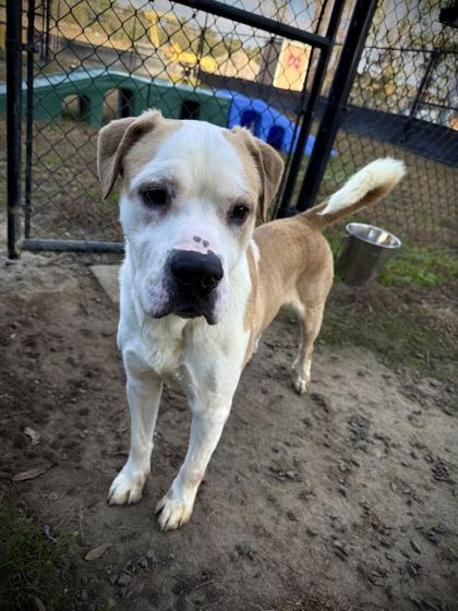 Prince, Adoptable, Young Male American Bulldog & Mixed Breed.