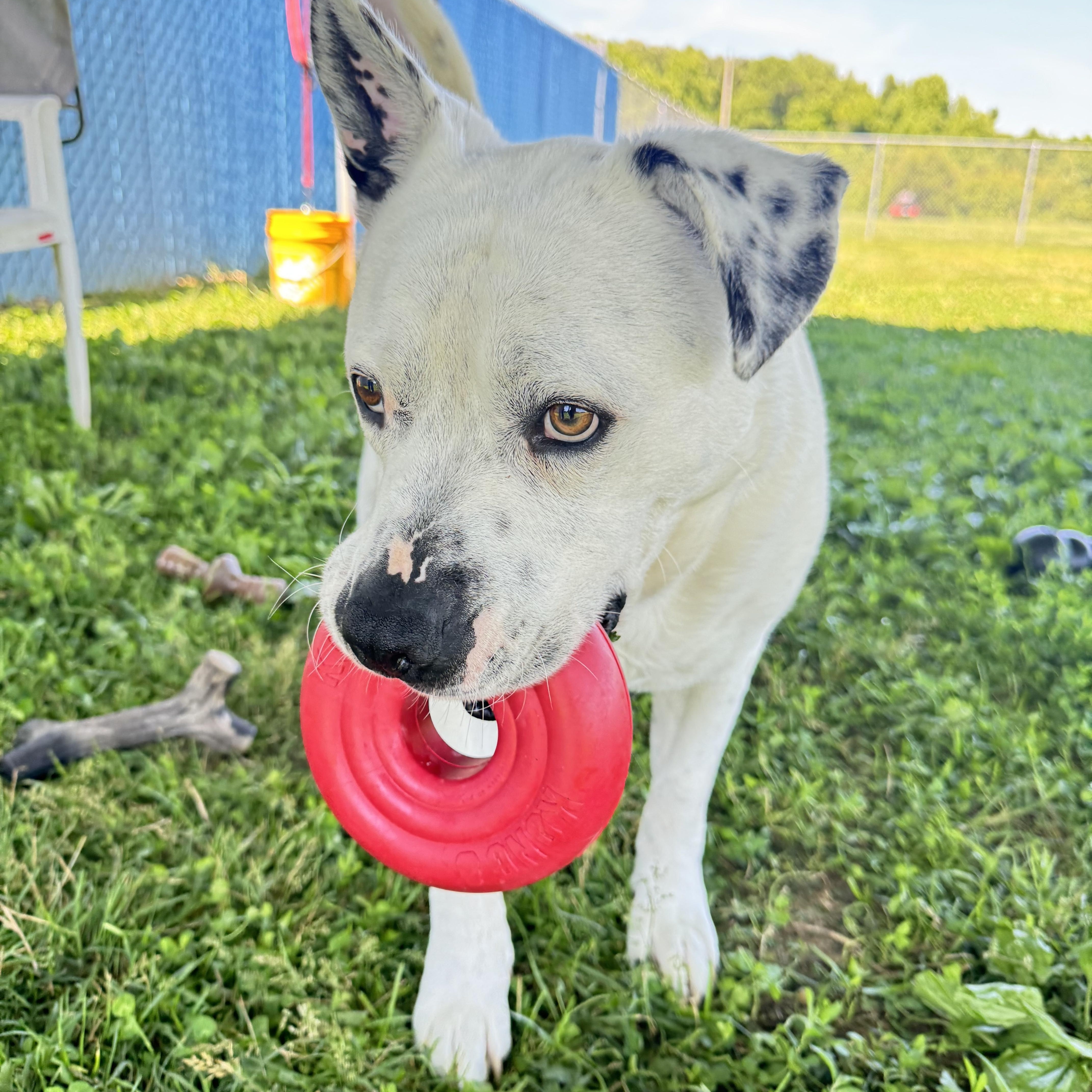 Graham, an adoptable mixed breed in Bear, DE image 2/5