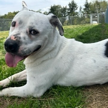 Graham, a Adoptable mixed breed in Bear, DE image 2/5