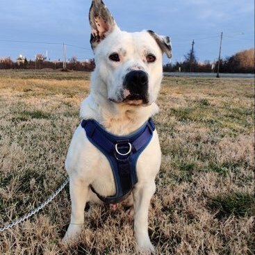 Graham, a Adoptable mixed breed in Bear, DE image 3/5
