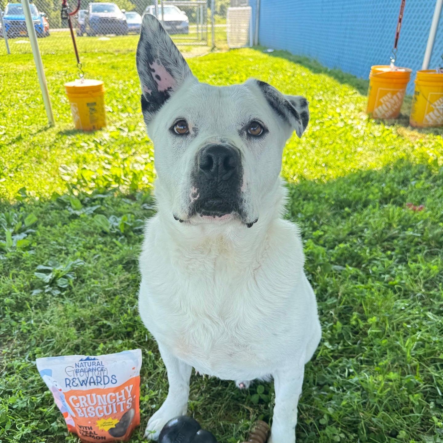 Graham, an adoptable mixed breed in Bear, DE image 3/5