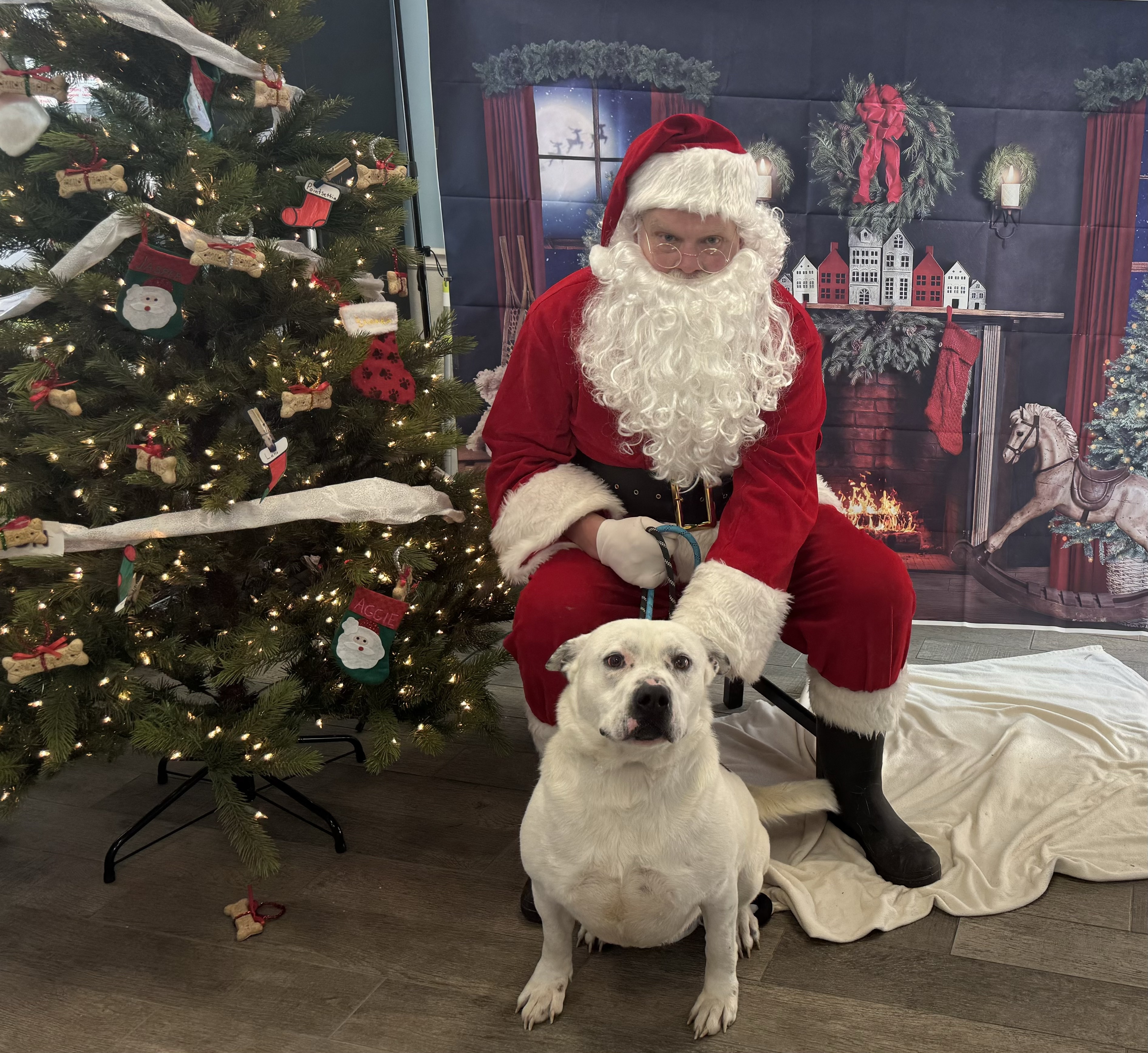 Graham, a Adoptable mixed breed in Bear, DE image 4/5