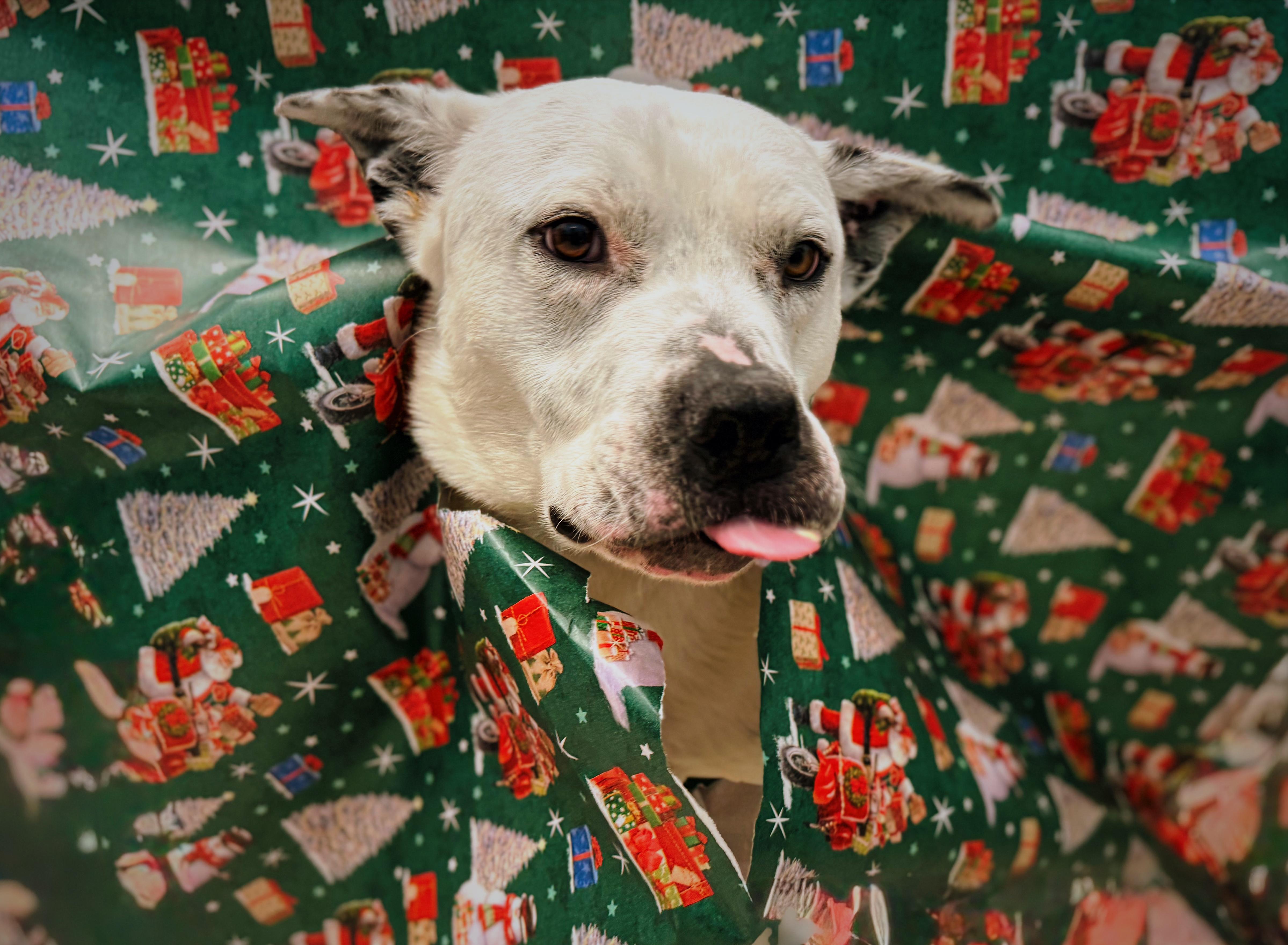 Graham, a Adoptable mixed breed in Bear, DE image 1/5