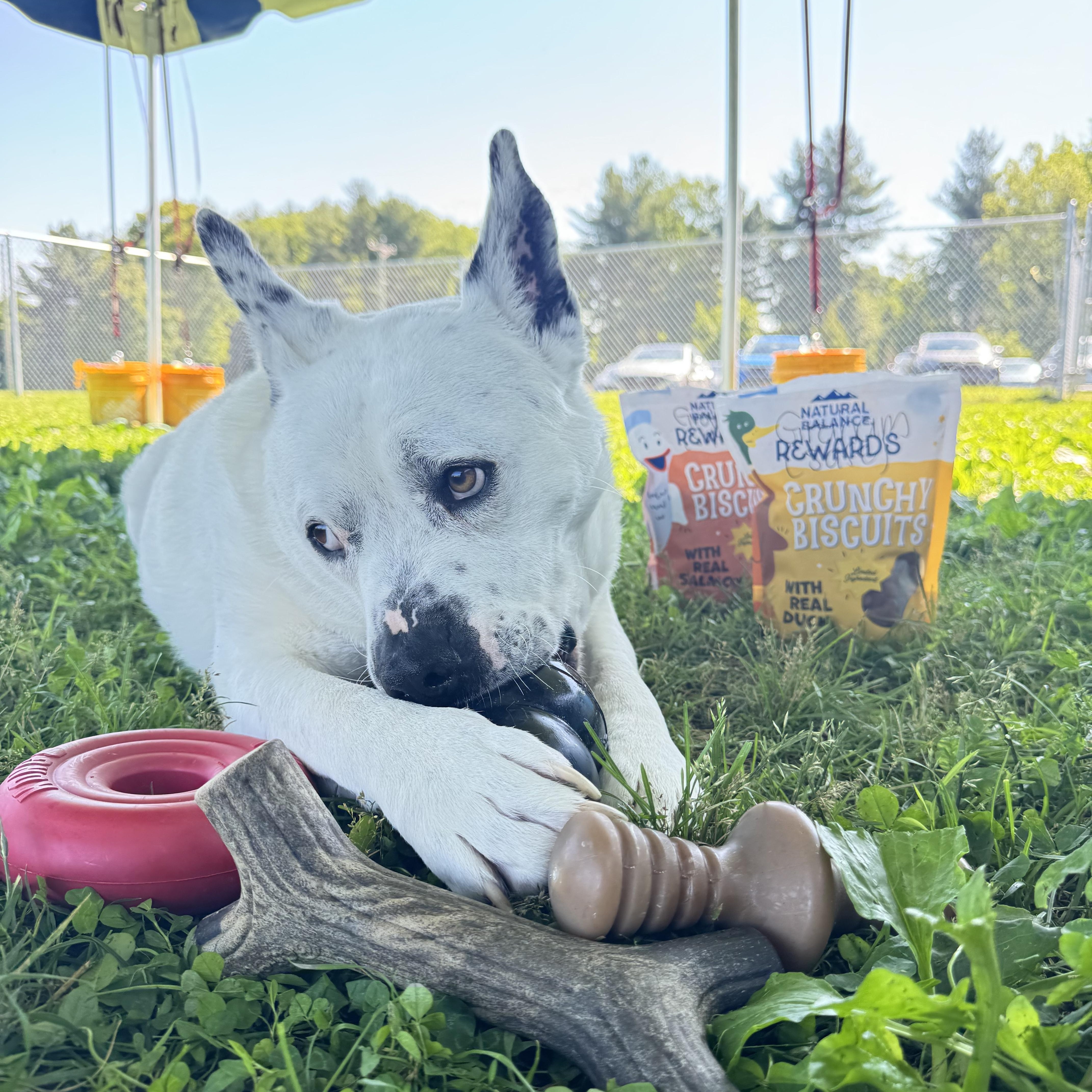Graham, adoptable, Adult Male Staffordshire Bull Terrier & Australian Cattle Dog / Blue Heeler.
