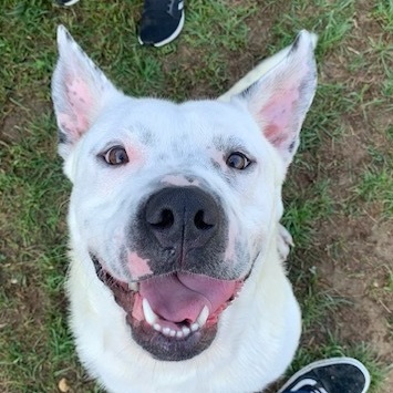 Graham, a Adoptable mixed breed in Bear, DE image 5/5