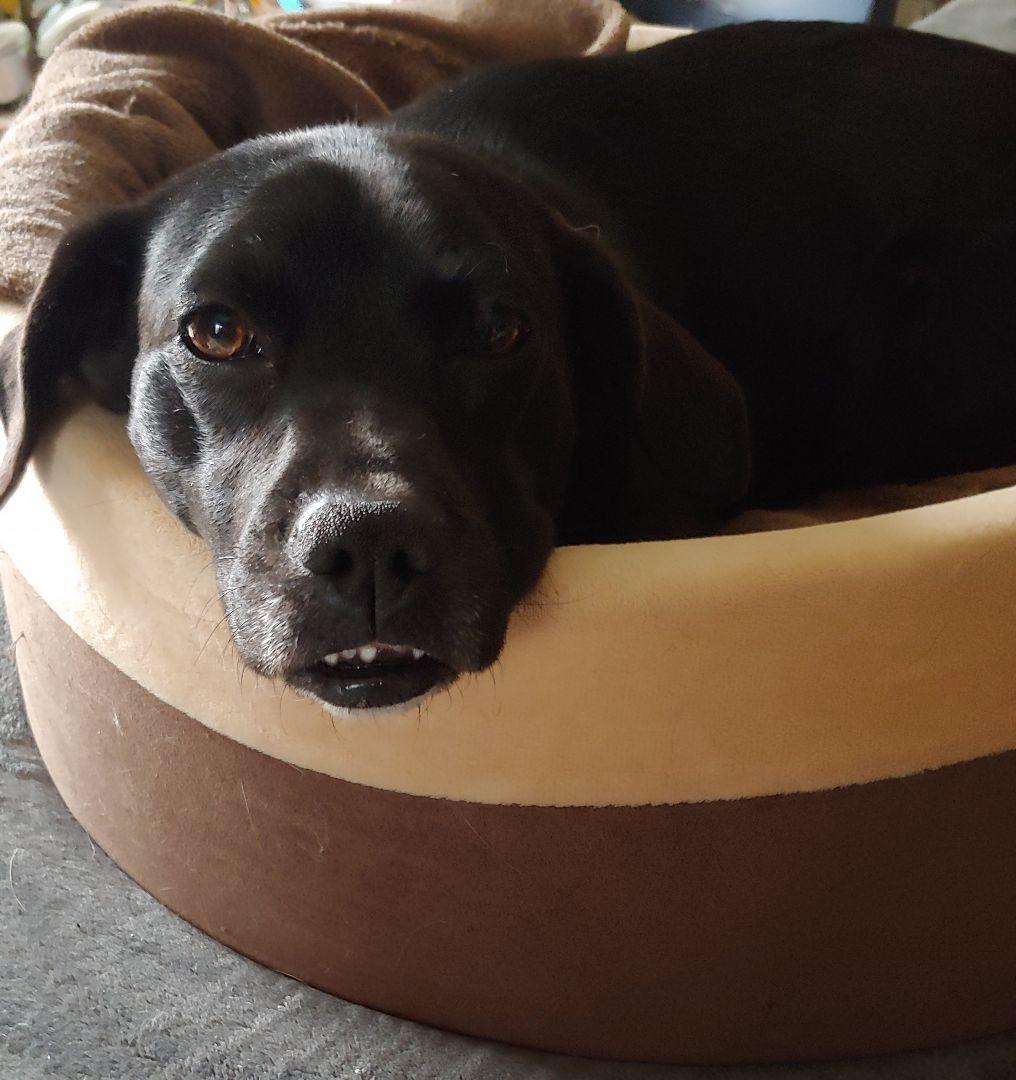 Enlarge Autumn, an adoptable mixed breed in Wadsworth, OH image 3/4