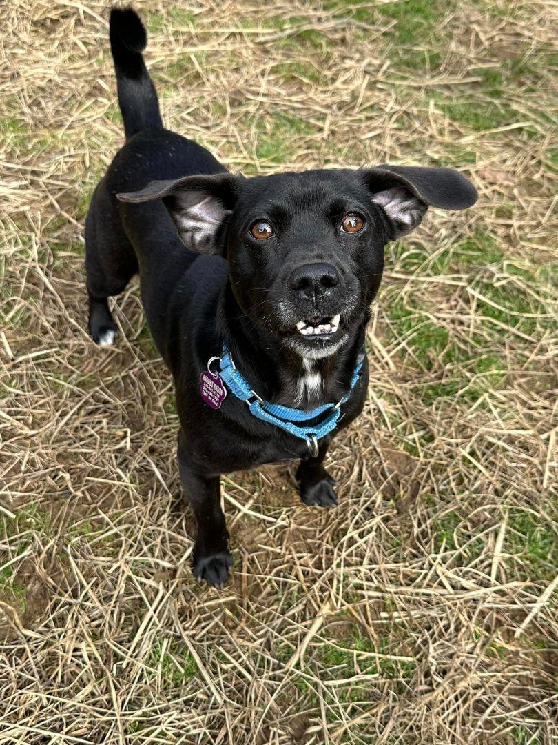 Autumn, adoptable, Adult Female Beagle & Black Labrador Retriever.