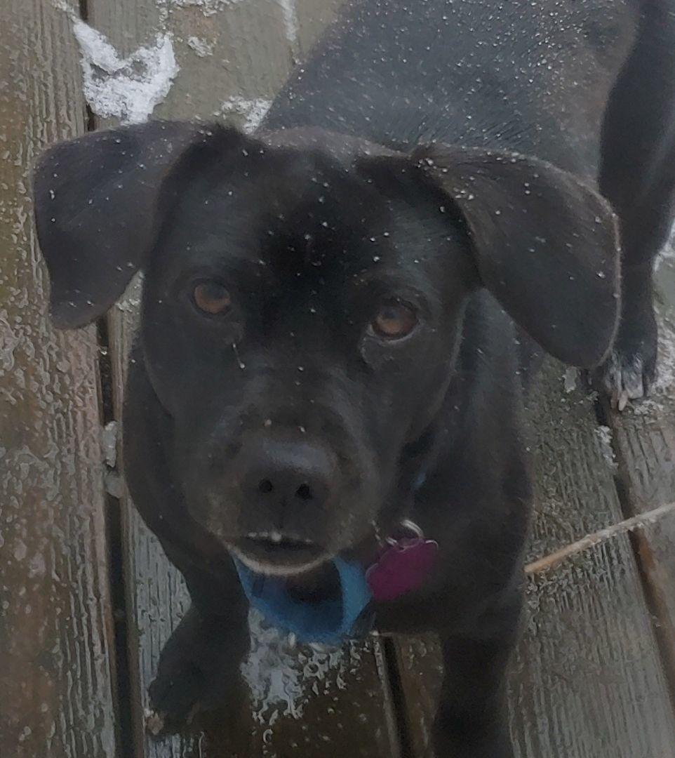 Enlarge Autumn, an adoptable mixed breed in Wadsworth, OH image 4/4