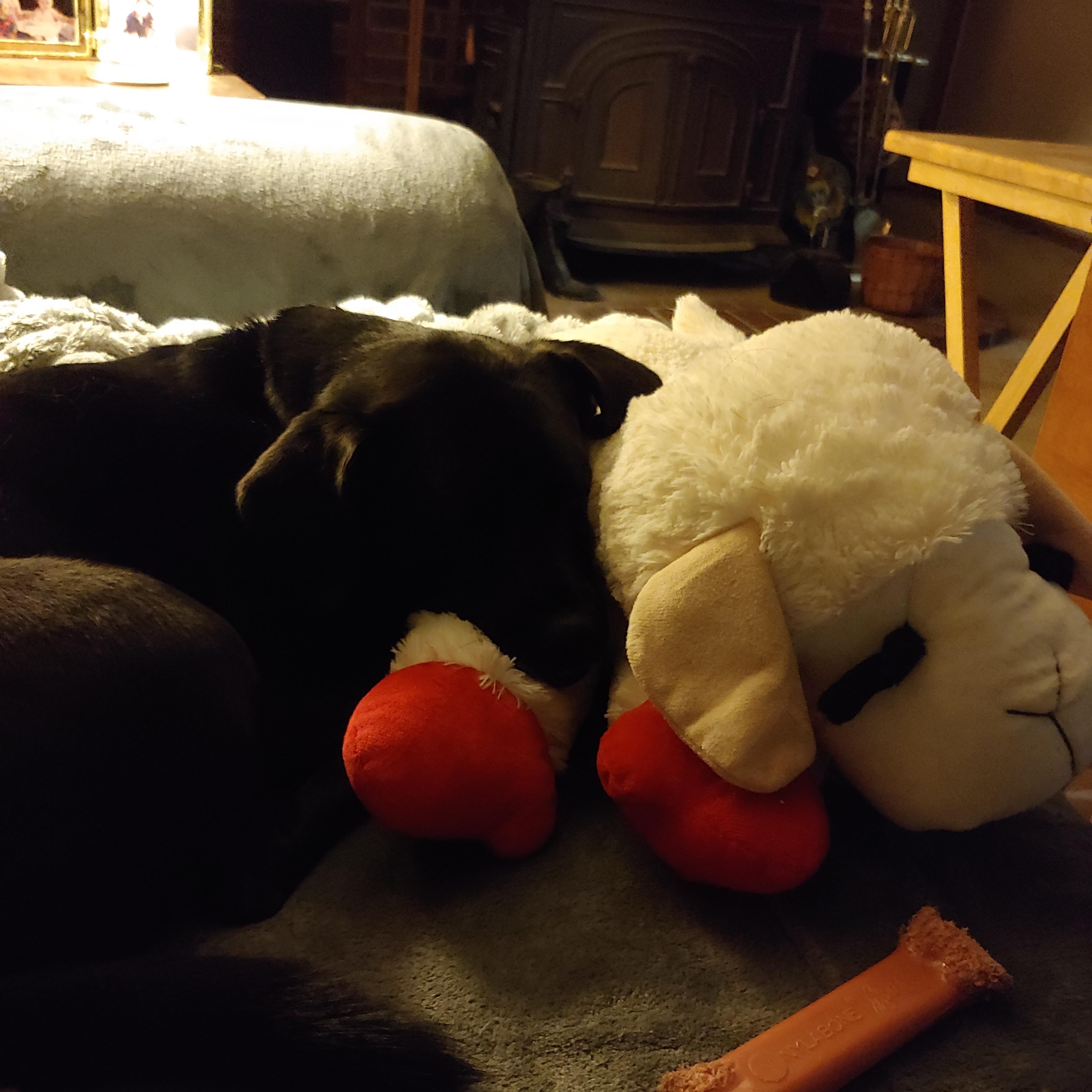 Enlarge Autumn, an adoptable mixed breed in Wadsworth, OH image 2/4