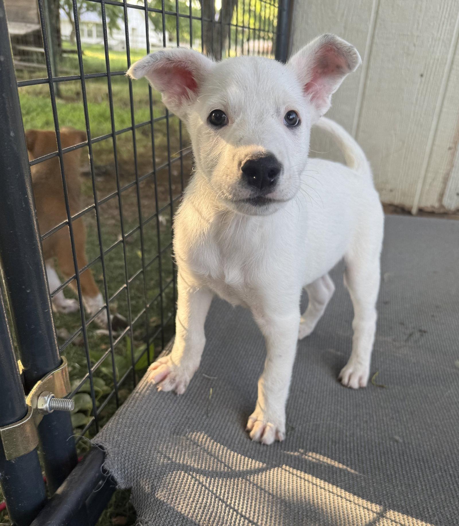 BEAU - Deaf Puppy, a Adoptable mixed breed in Sebec, ME image 2/3