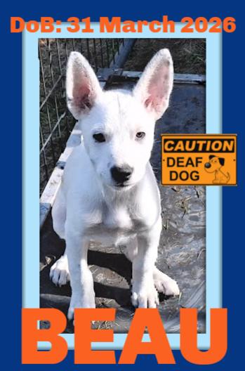 BEAU - Deaf Puppy, a Adoptable mixed breed in Sebec, ME image 3/3