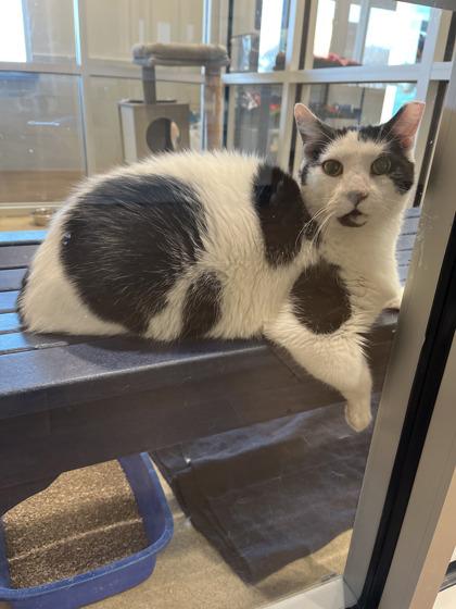 Enlarge Moo, a Adoptable mixed breed in North Richland Hills, TX image 1/1