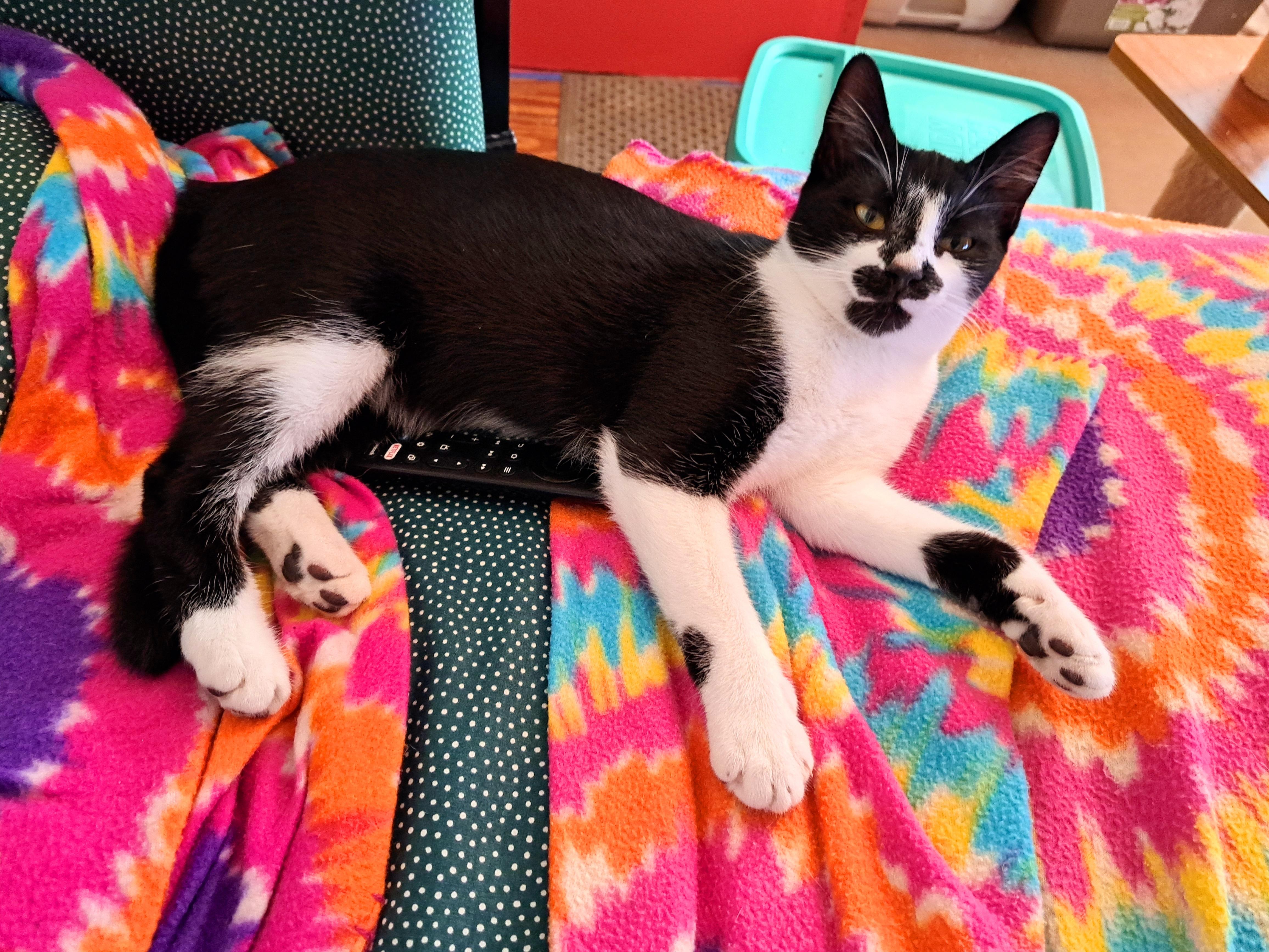 TUX, Adoptable, Young Male Domestic Short Hair.