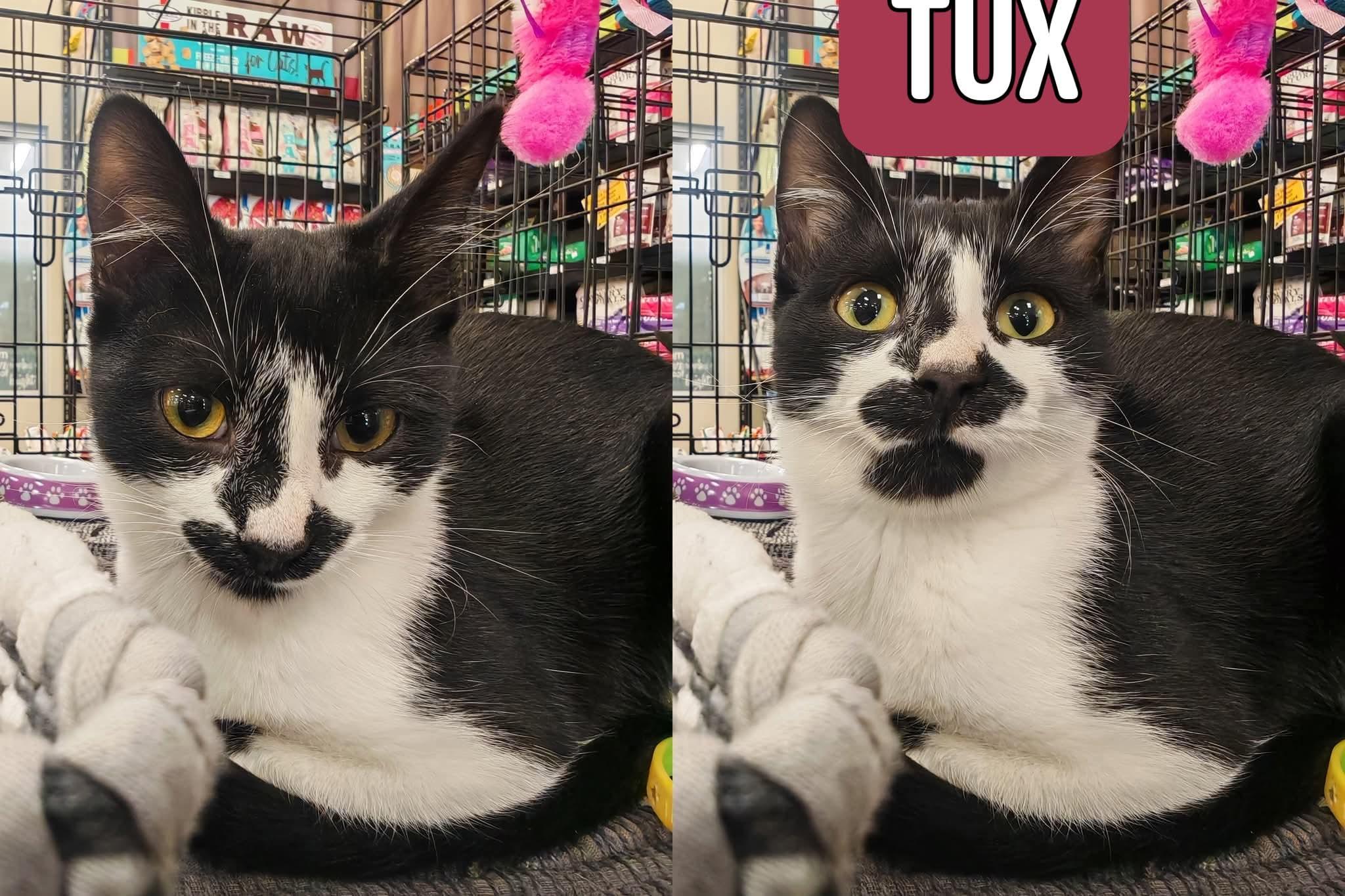 TUX, a Adoptable Domestic Short Hair in Wilmington, NC image 5/6