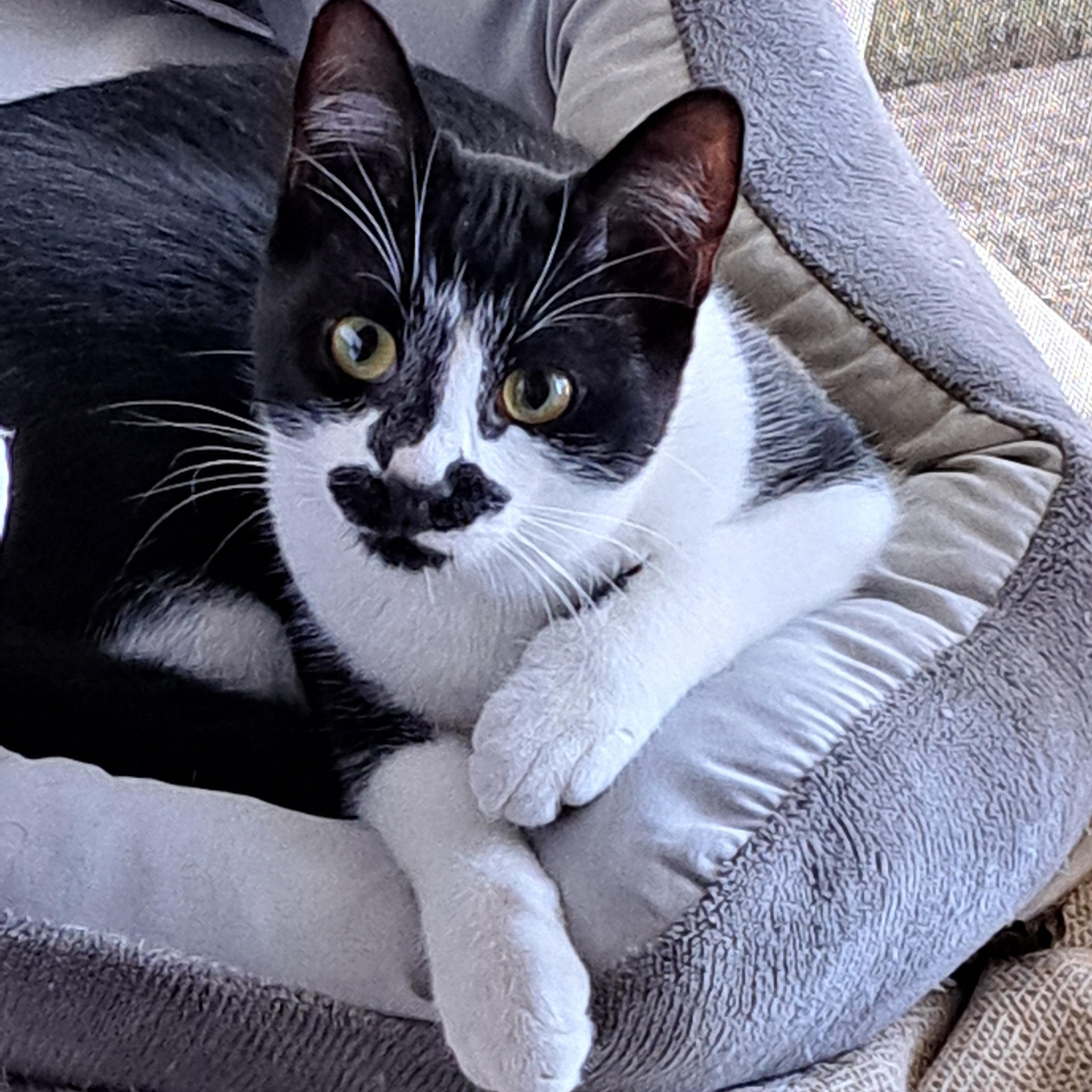 TUX, an adoption pending Domestic Short Hair in Wilmington, NC image 1/6