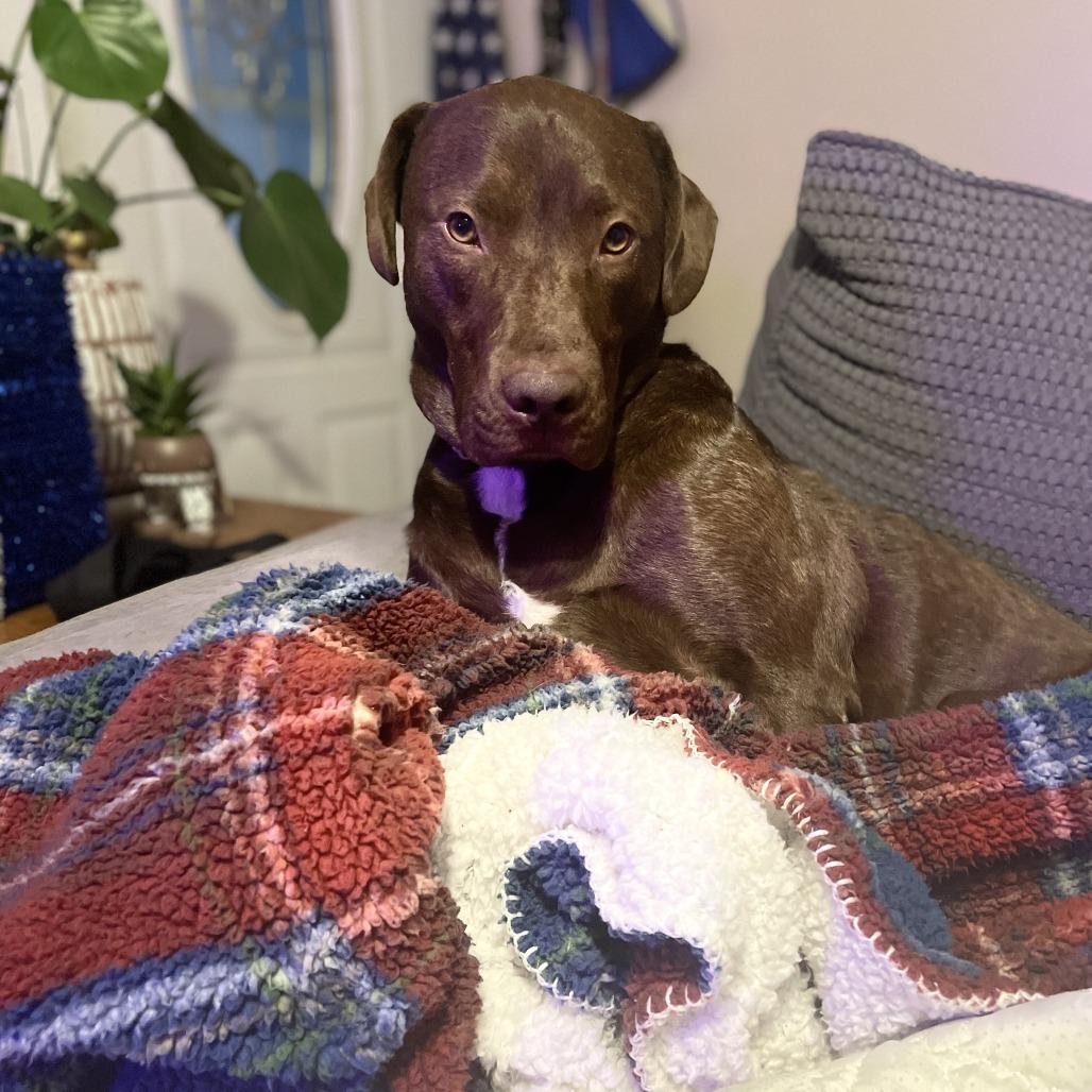 Bandit, Adoptable, Adult Male Labrador Retriever.