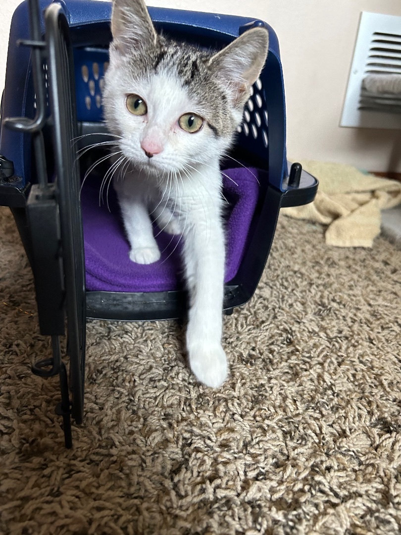 Teeter, Adopted, Kitten Female Domestic Medium Hair.