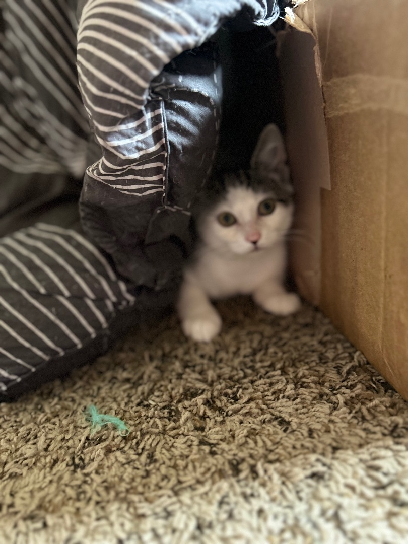 Teeter, a Adopted Domestic Medium Hair image 2/4