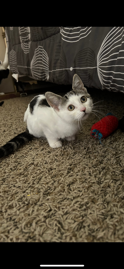 Teeter, a Adopted Domestic Medium Hair image 3/4