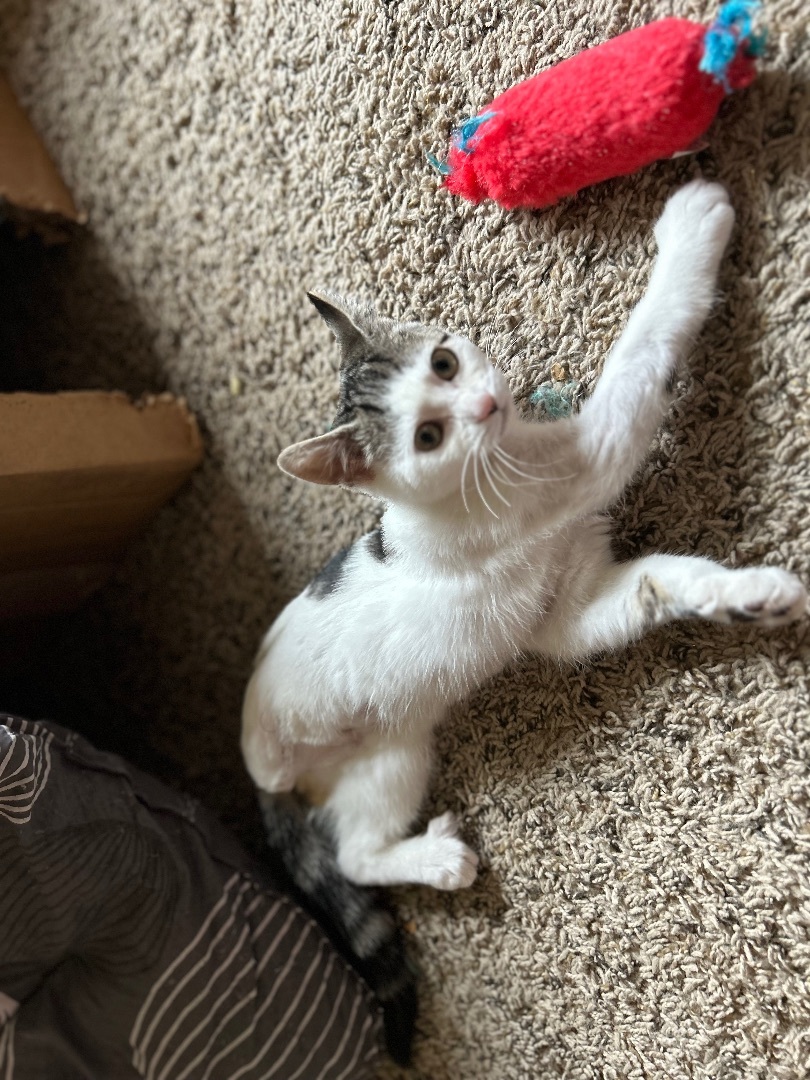 Teeter, a Adopted Domestic Medium Hair image 4/4