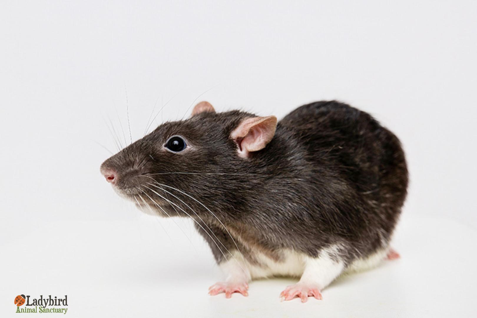 Enlarge Moosehead (bonded to Milwaukee & Molson), a Adoptable Rat in Hamilton, ON image 1/6