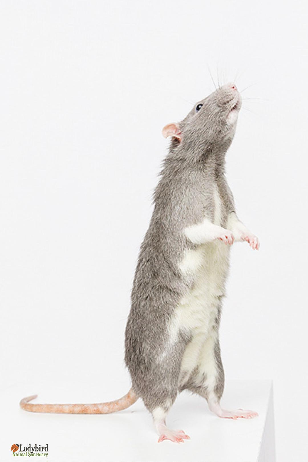 Enlarge Moosehead (bonded to Milwaukee & Molson), a Adoptable Rat in Hamilton, ON image 3/6