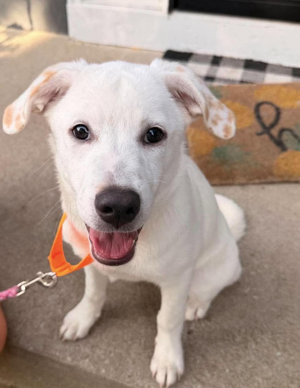 Enlarge Goldie (AO36626), an adopted mixed breed in Kansas City, KS image 1/1