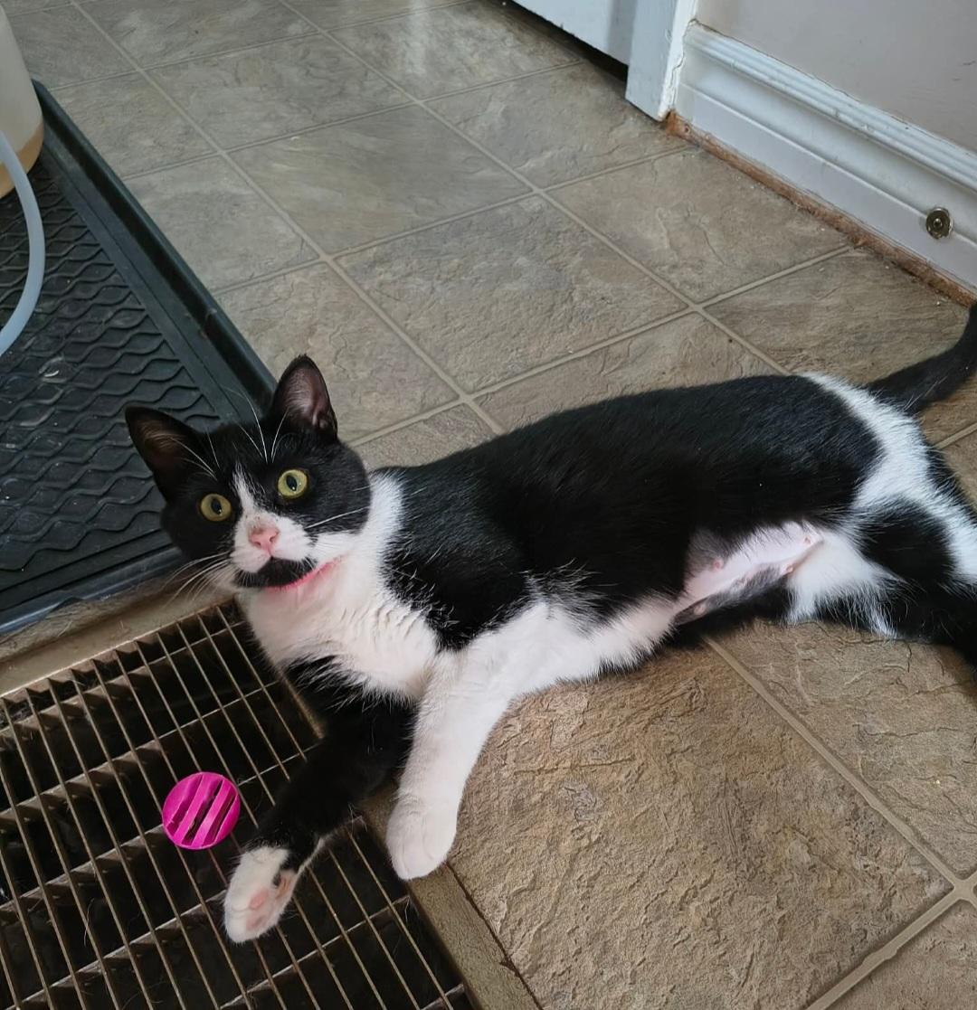 Enlarge Prescilla, an adopted Domestic Short Hair in Bristol, QC image 3/3