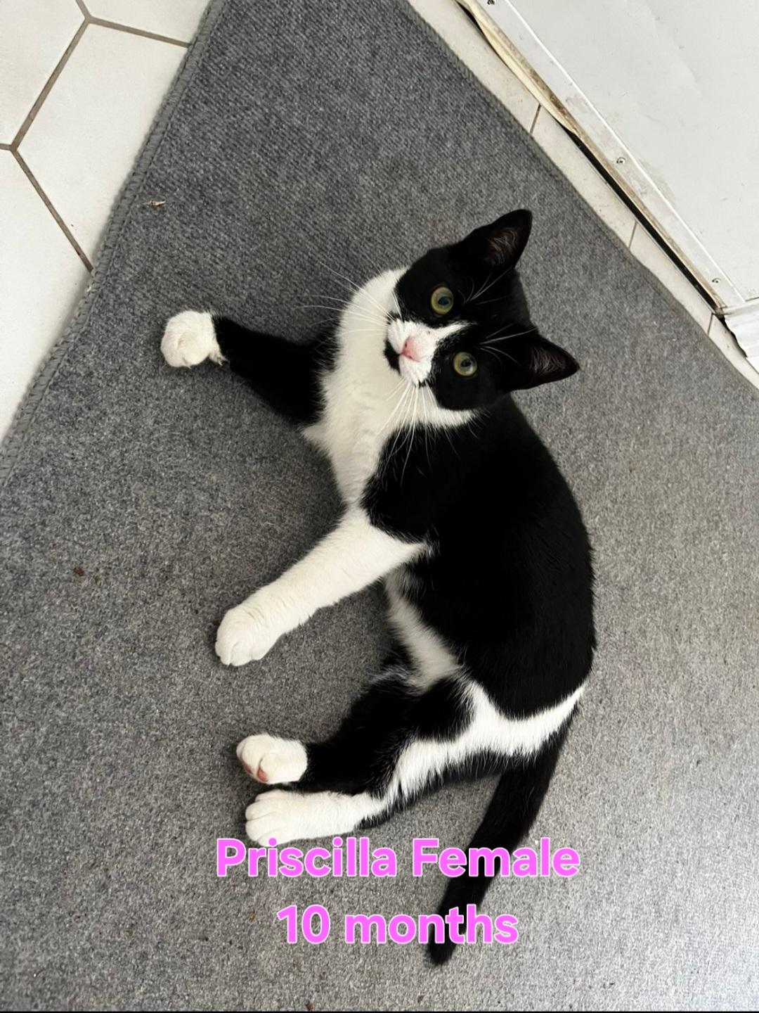 Prescilla, adopted, Young Female Domestic Short Hair.