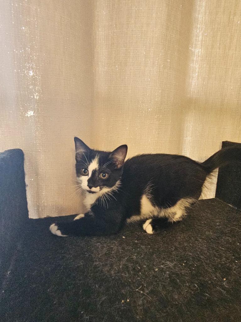 Amelia, Adoptable, Kitten Female Domestic Short Hair.