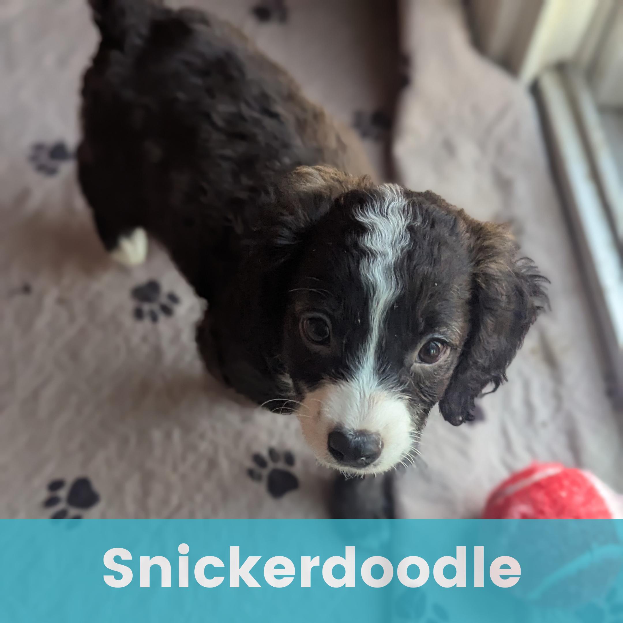 Snickerdoodle, adopted, Puppy Male Mixed Breed.